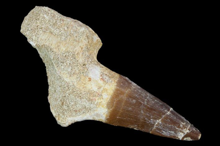 Fossil Mosasaur (Eremiasaurus) Tooth With Jaw Section - Morocco #117014